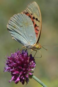 <i>Argynnis pandora</i>