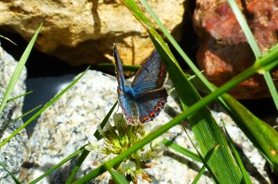 <i>Polyommatus icarus</i>