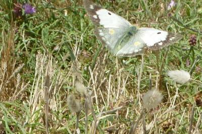 <i>Colias crocea</i>