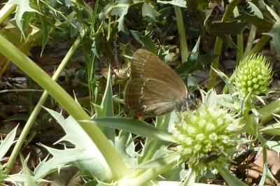 <i>Satyrium ilicis</i>