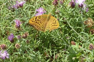 <i>Argynnis pandora</i>