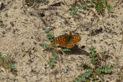 <i>Issoria lathonia</i>