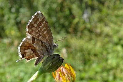 <i>Cacyreus marshalli</i>