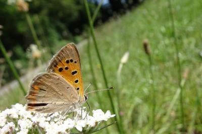 <i>Lycaena phlaeas</i>