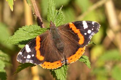 <i>Vanessa atalanta</i>