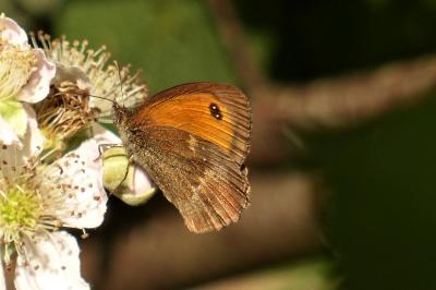 <i>Pyronia tithonus</i>