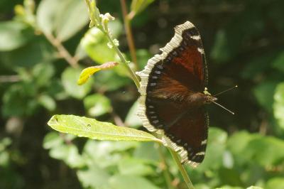 <i>Nymphalis antiopa</i>