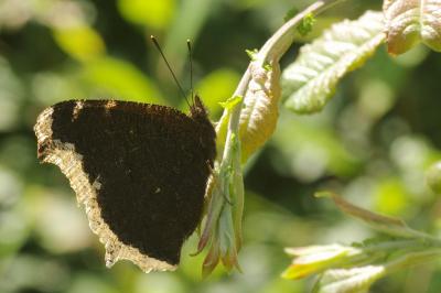 <i>Nymphalis antiopa</i>