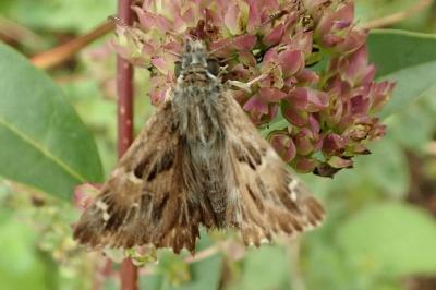 <i>Carcharodus alceae</i>