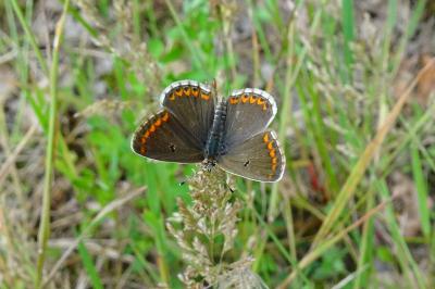 <i>Aricia agestis</i>