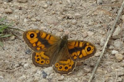<i>Lasiommata megera</i>