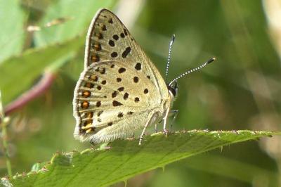 <i>Lycaena tityrus</i>