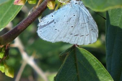 <i>Celastrina argiolus</i>