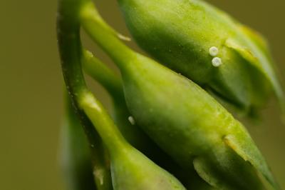 <i>Lampides boeticus</i>