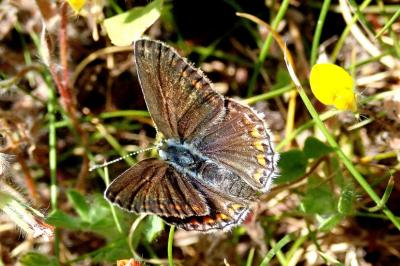 <i>Polyommatus icarus</i>