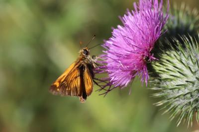 <i>Ochlodes sylvanus</i>