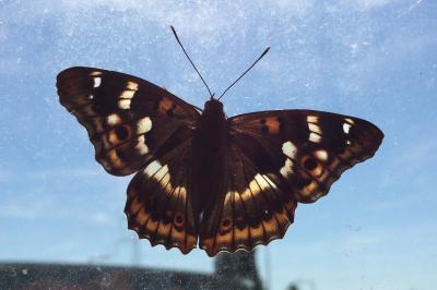 <i>Apatura ilia</i>