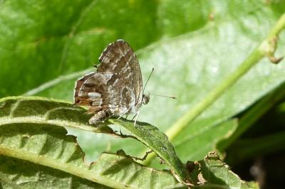 <i>Cacyreus marshalli</i>