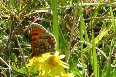 <i>Melitaea parthenoides</i>