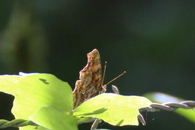 <i>Polygonia c-album</i>