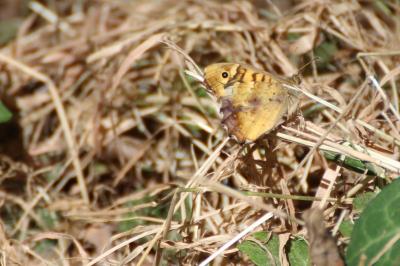 <i>Pararge aegeria</i>