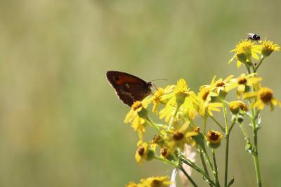 <i>Pyronia tithonus</i>