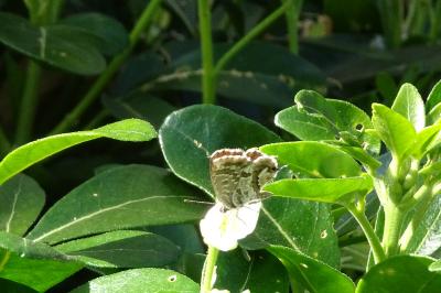 <i>Cacyreus marshalli</i>