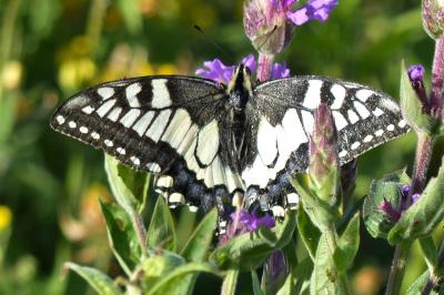 <i>Papilio machaon</i>