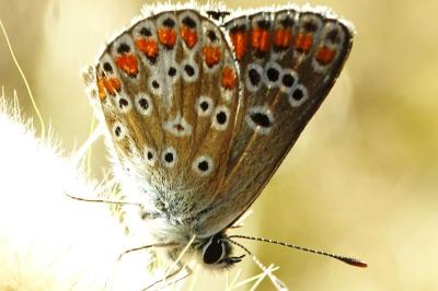 <i>Aricia agestis</i>