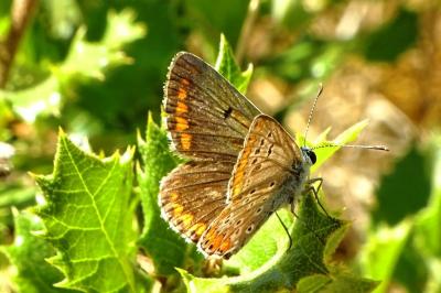 <i>Aricia agestis</i>