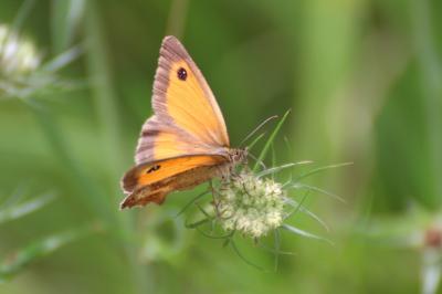 <i>Pyronia tithonus</i>