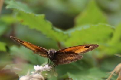 <i>Pyronia tithonus</i>