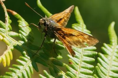 <i>Ochlodes sylvanus</i>
