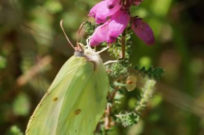 <i>Gonepteryx rhamni</i>