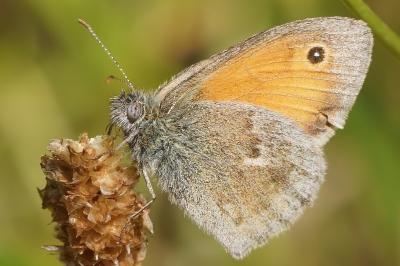 <i>Coenonympha pamphilus</i>