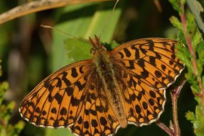 <i>Boloria dia</i>