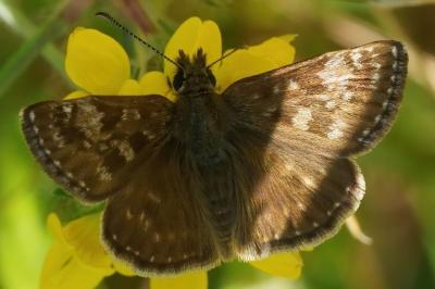 <i>Erynnis tages</i>