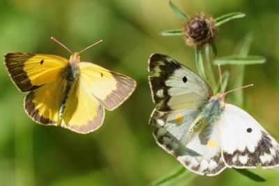 <i>Colias crocea</i>