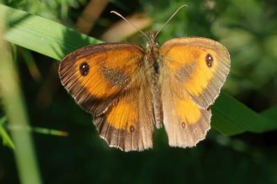 <i>Pyronia tithonus</i>
