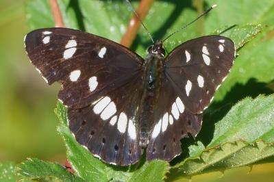 <i>Limenitis reducta</i>