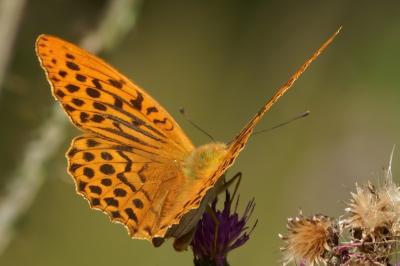<i>Argynnis paphia</i>