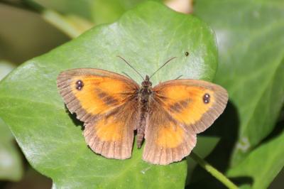 <i>Pyronia tithonus</i>