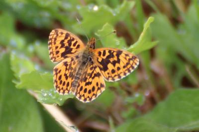 <i>Boloria dia</i>