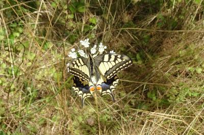 <i>Papilio machaon</i>