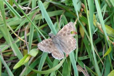 <i>Erynnis tages</i>