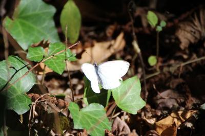 <i>Pieris napi</i>