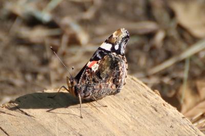 <i>Vanessa atalanta</i>