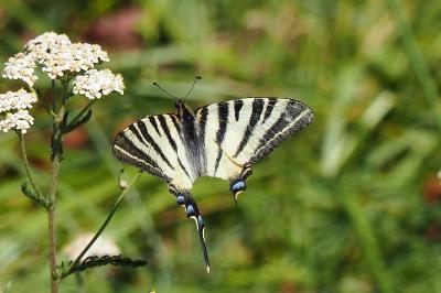 <i>Iphiclides podalirius</i>