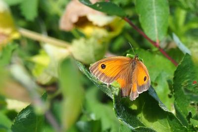 <i>Pyronia tithonus</i>