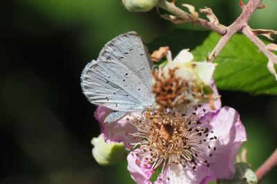 <i>Celastrina argiolus</i>